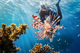 Hidden Gem Dive Trips That Are Worth Discovering