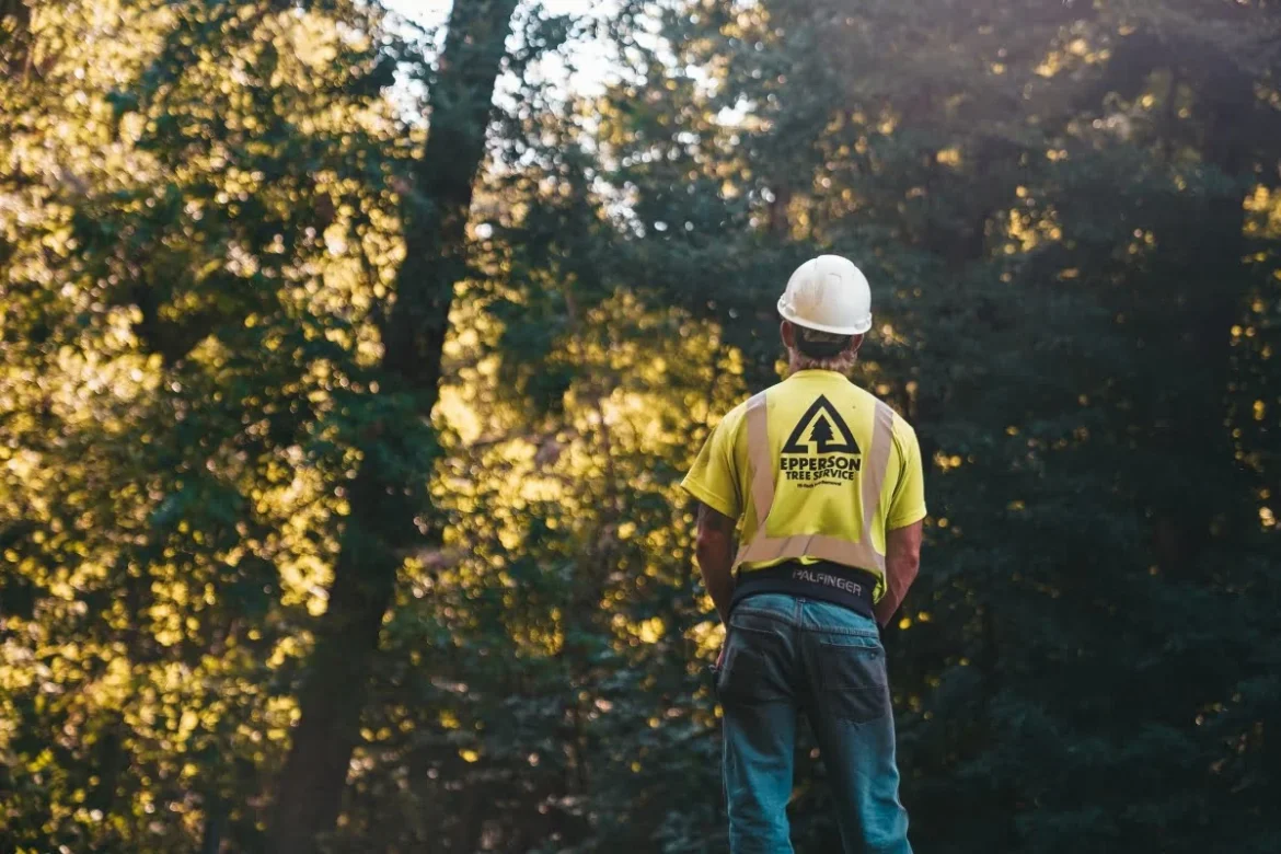 The Environmental Benefits of Tree Services in Urban Areas